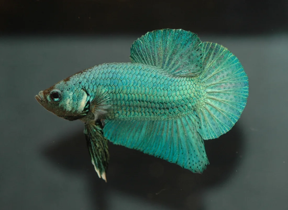 A colorful Betta splendens male swimming with fins spread — the payoff of avoiding the common beginner mistakes: stable temperature, clean water, and a tank big enough to live in
