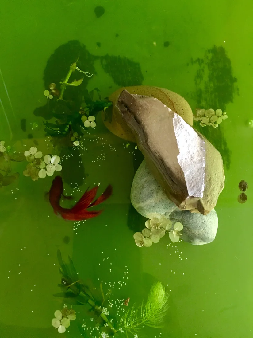 A male Betta splendens guarding eggs in his bubble nest — the key moment in betta breeding when the male takes over egg care
