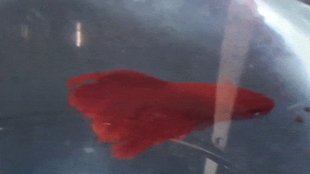 A Betta splendens eating food in the water