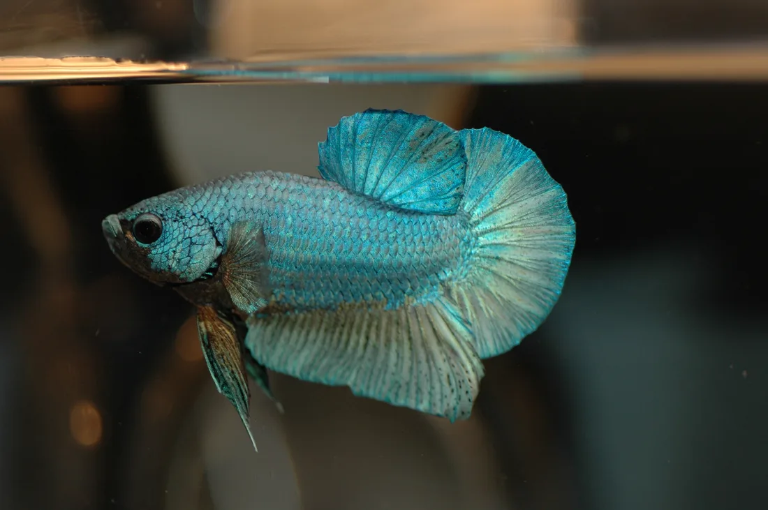 A blue-green halfmoon Betta splendens male swimming in a planted aquarium — healthy bettas do fine in tanks with a little algae, as long as light and feeding are balanced