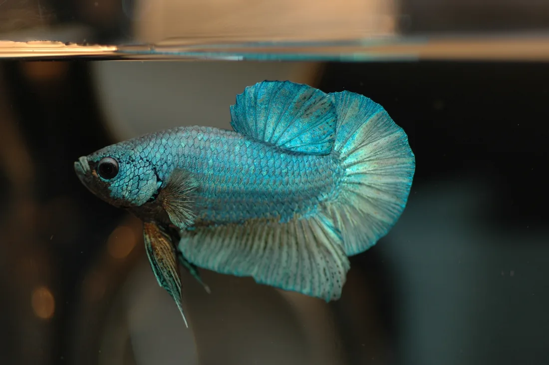A blue-green metallic Betta splendens male with broad fins — bettas, like fish in traditional Chinese keeping, do best with room to move, plants for cover, and a steady, unhurried environment