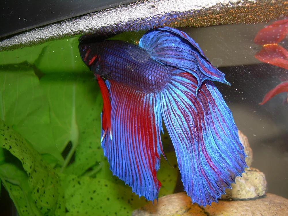 A male Betta splendens guarding his bubble nest at the water surface — the signal that he is ready to spawn