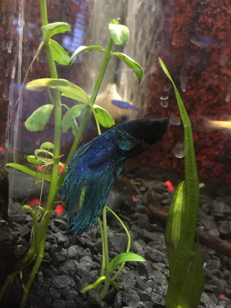 A betta splendens showing signs of a Costia (Ichthyobodo) infection — an example of a visible betta disease