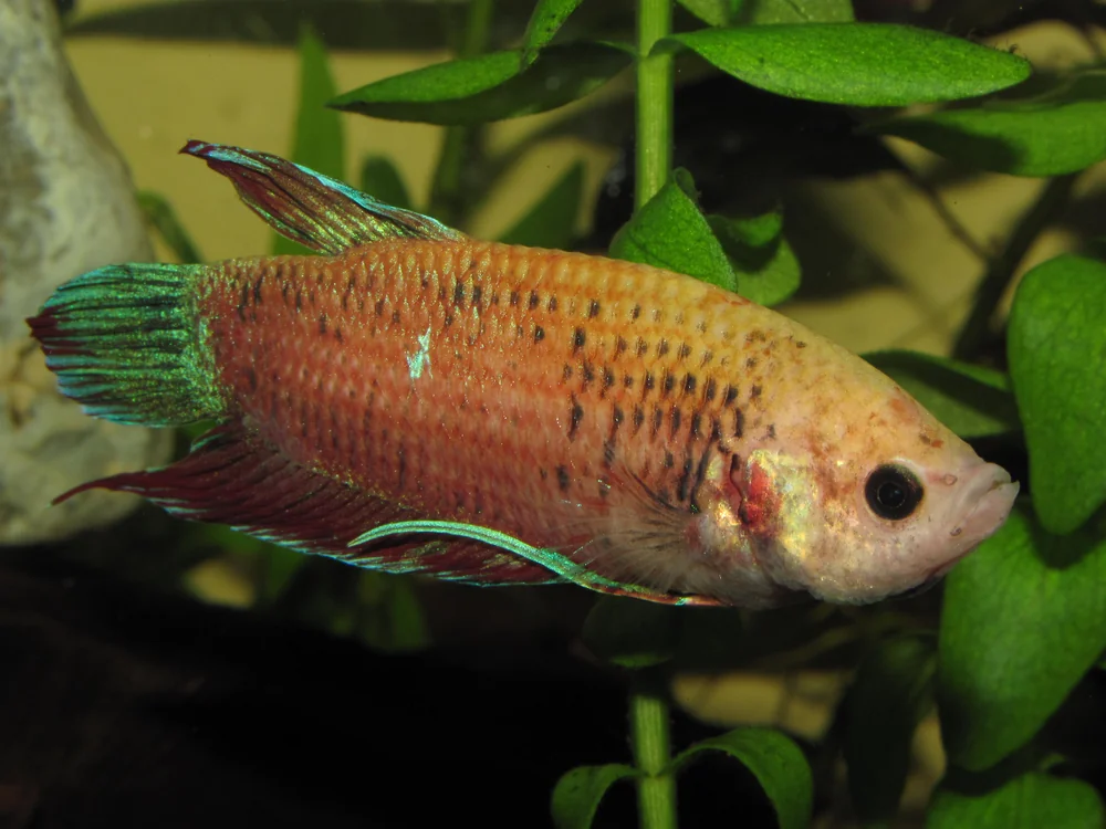 An orange male Betta splendens (Siamese fighting fish) showing healthy, vibrant color